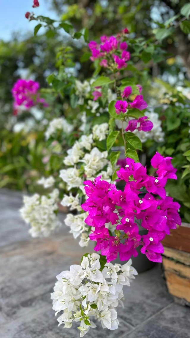 Khu vườn rộng như khu du lịch sinh thái của Mỹ Tâm - Hình 2 Khu vuon rong nhu khu du lich sinh thai cua My Tam-Hinh-2