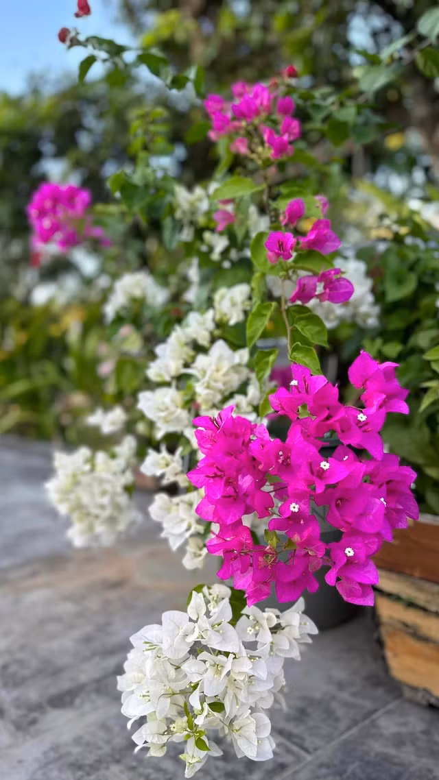 Khu vuon rong nhu khu du lich sinh thai cua My Tam-Hinh-2