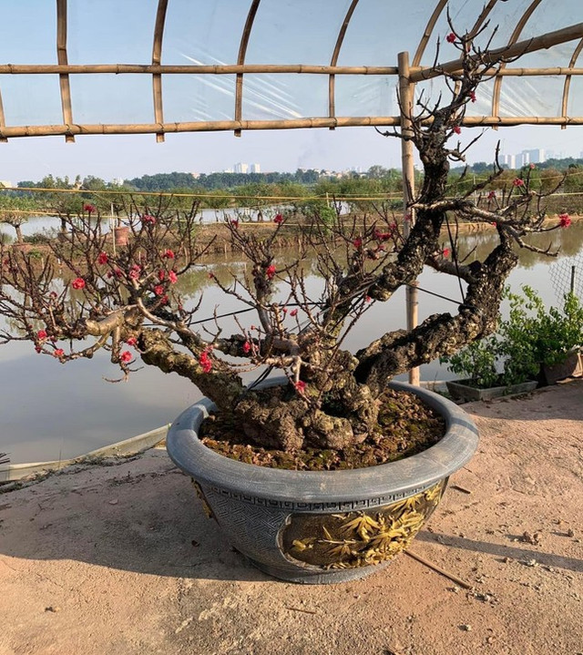 Cận cảnh những cây đào khủng xuống phố chờ người mua về chưng Tết - Hình 12 Can canh nhung cay dao khung xuong pho cho nguoi mua ve chung Tet-Hinh-12