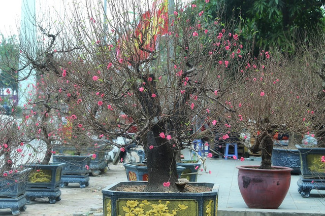 Cận cảnh những cây đào khủng xuống phố chờ người mua về chưng Tết Can canh nhung cay dao khung xuong pho cho nguoi mua ve chung Tet