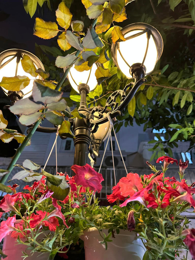 Vy Oanh khoe biệt thự lộng lẫy sắc hoa những ngày đầu Xuân - Hình 4 Vy Oanh khoe biet thu long lay sac hoa nhung ngay dau Xuan-Hinh-4