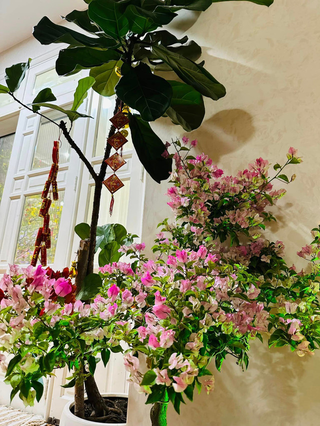 Vy Oanh khoe biệt thự lộng lẫy sắc hoa những ngày đầu Xuân - Hình 7 Vy Oanh khoe biet thu long lay sac hoa nhung ngay dau Xuan-Hinh-7