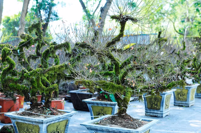 Ngam dao Sa Pa moc reu la mat dang gay sot-Hinh-3