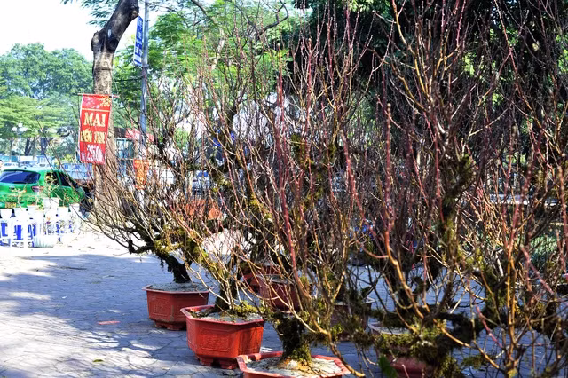 Ngam dao Sa Pa moc reu la mat dang gay sot-Hinh-8