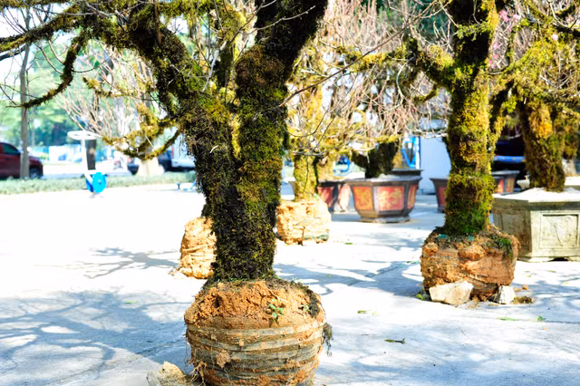 Ngam dao Sa Pa moc reu la mat dang gay sot-Hinh-7