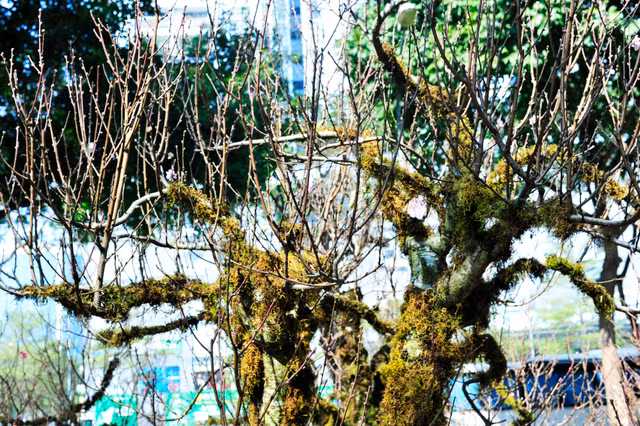 Ngam dao Sa Pa moc reu la mat dang gay sot