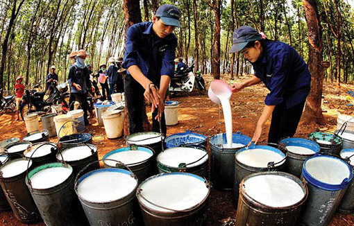 Cao su Phước Hoà sẽ chuyển sang phát triển công nghiệp, kế hoạch lợi nhuận 1.148 tỷ Cao su Phuoc Hoa se chuyen sang phat trien cong nghiep, ke hoach loi nhuan 1.148 ty