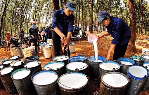 Cao su Phuoc Hoa se chuyen sang phat trien cong nghiep, ke hoach loi nhuan 1.148 ty