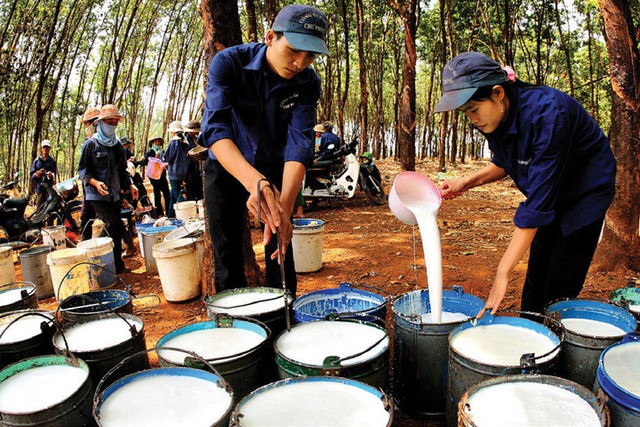 Ủy ban Quản lý vốn Nhà nước sắp nhận về 2.300 tỷ đồng cổ tức từ GVR Uy ban Quan ly von Nha nuoc sap nhan ve 2.300 ty dong co tuc tu GVR