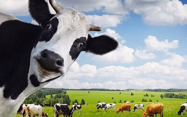 Vinamilk muon ban het hon 310.000 co phieu quy, du thu ve 33 ty