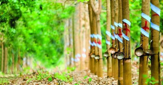 Được bồi thường 156 tỷ, Cao su Phước Hòa báo lãi gấp đôi dù doanh thu giảm Duoc boi thuong 156 ty, Cao su Phuoc Hoa bao lai gap doi du doanh thu giam