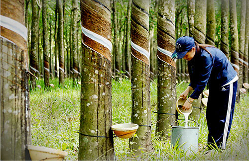 Doanh nghiệp cao su báo lãi giảm mạnh trong quý 2, dự báo 6 tháng cuối năm không mấy tươi sáng Doanh nghiep cao su bao lai giam manh trong quy 2, du bao 6 thang cuoi nam khong may tuoi sang