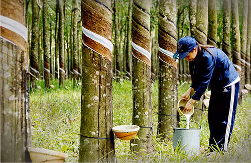 Doanh nghiep cao su bao lai giam manh trong quy 2, du bao 6 thang cuoi nam khong may tuoi sang