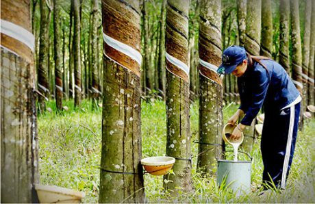 Hé lộ nguyên nhân Cao su Phước Hòa báo lãi tăng đột biến trong quý 2 He lo nguyen nhan Cao su Phuoc Hoa bao lai tang dot bien trong quy 2