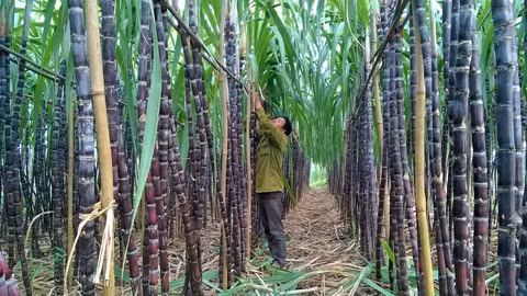 Vi sao Mia Duong Son La dat ke hoach lai giam den 78% cho nien do moi?