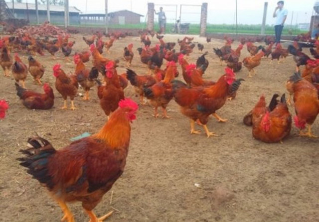 Giá heo tăng mạnh, Dabaco ước lãi quý 4/2019 tới 258 tỷ, kế hoạch 2020 tăng 50% Gia heo tang manh, Dabaco uoc lai quy 4/2019 toi 258 ty, ke hoach 2020 tang 50%