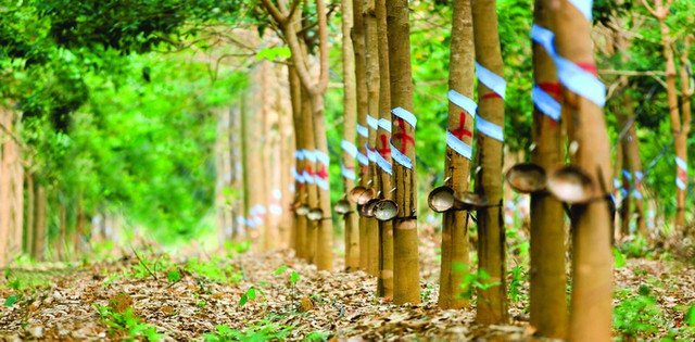 Bầu Đức vẫn đau đầu với gánh nợ của Hoàng Anh Gia Lai Bau Duc van dau dau voi ganh no cua Hoang Anh Gia Lai