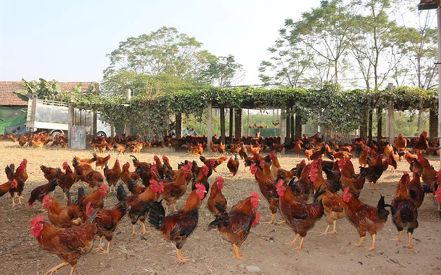 Dabaco báo lãi sau thuế đạt hơn 1.000 tỷ đồng trong 8 tháng Dabaco bao lai sau thue dat hon 1.000 ty dong trong 8 thang