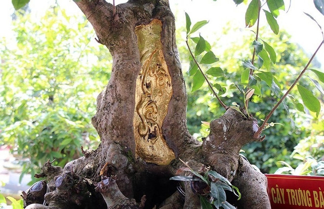 Đại gia Việt và các thú vui tốn tiền tỷ - Hình 8 Dai gia Viet va cac thu vui ton tien ty-Hinh-8