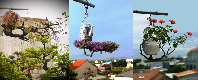 Dàn bonsai mọc ngược độc nhất tại Việt Nam - Hình 10 Dan bonsai moc nguoc doc nhat tai Viet Nam-Hinh-10