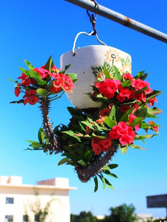 Dàn bonsai mọc ngược độc nhất tại Việt Nam - Hình 7 Dan bonsai moc nguoc doc nhat tai Viet Nam-Hinh-7