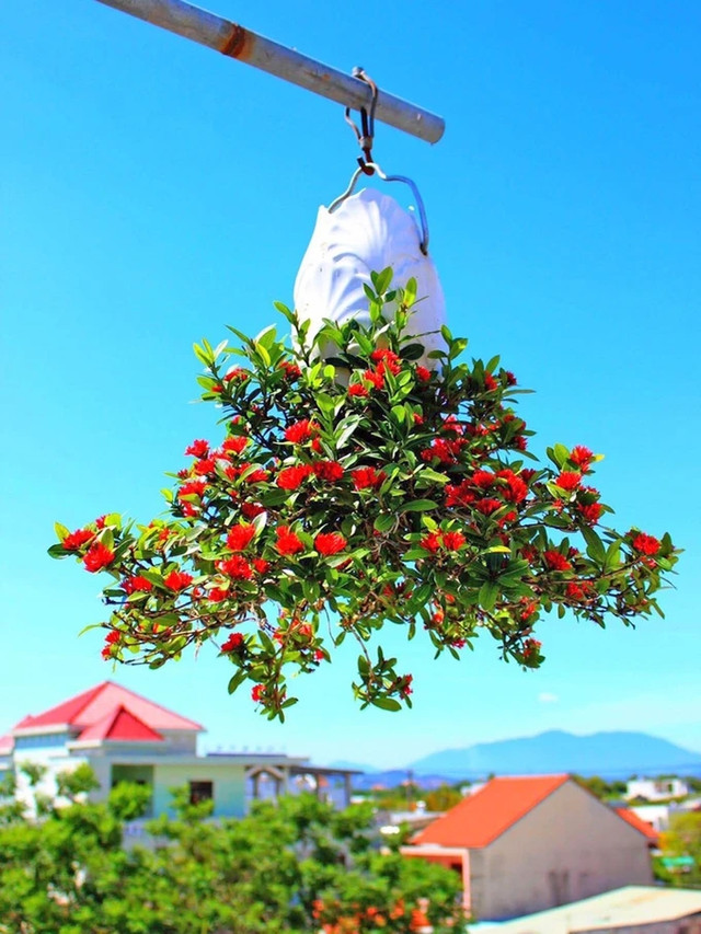 Dàn bonsai mọc ngược độc nhất tại Việt Nam - Hình 6 Dan bonsai moc nguoc doc nhat tai Viet Nam-Hinh-6