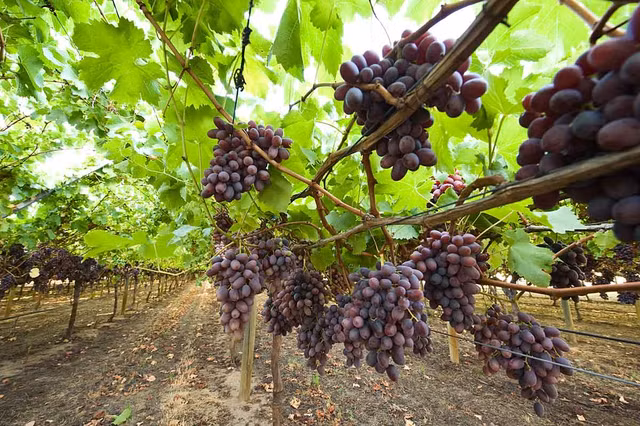 Quy trinh trong nho Australia, quang ba xuat khau vao Viet Nam