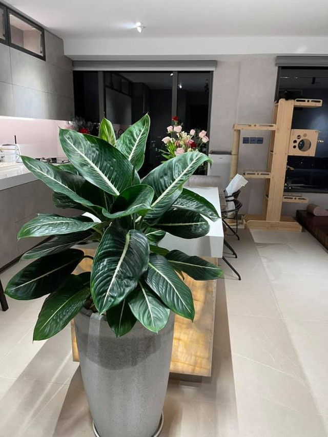 Vợ chồng MC Trấn Thành - Hari Won giàu cỡ nào? - Hình 9 Vo chong MC Tran Thanh - Hari Won giau co nao?-Hinh-9