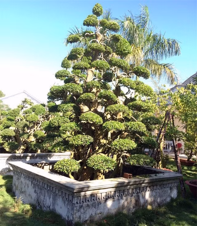 Di xem cap cay canh gia hon tram ty cua dai gia Tay Ninh-Hinh-2