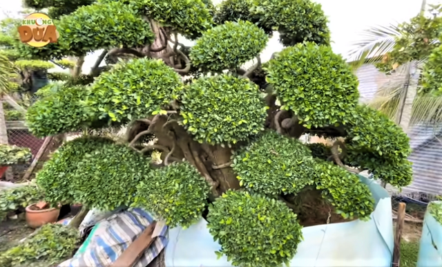 Đi xem cặp cây cảnh giá hơn trăm tỷ của đại gia Tây Ninh - Hình 4 Di xem cap cay canh gia hon tram ty cua dai gia Tay Ninh-Hinh-4