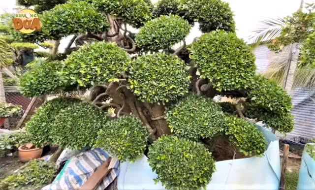 Đi xem cặp cây cảnh giá hơn trăm tỷ của đại gia Tây Ninh - Hình 4 Di xem cap cay canh gia hon tram ty cua dai gia Tay Ninh-Hinh-4
