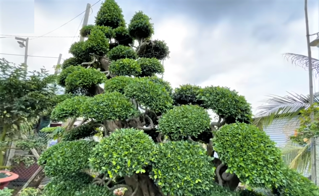 Đi xem cặp cây cảnh giá hơn trăm tỷ của đại gia Tây Ninh - Hình 3 Di xem cap cay canh gia hon tram ty cua dai gia Tay Ninh-Hinh-3