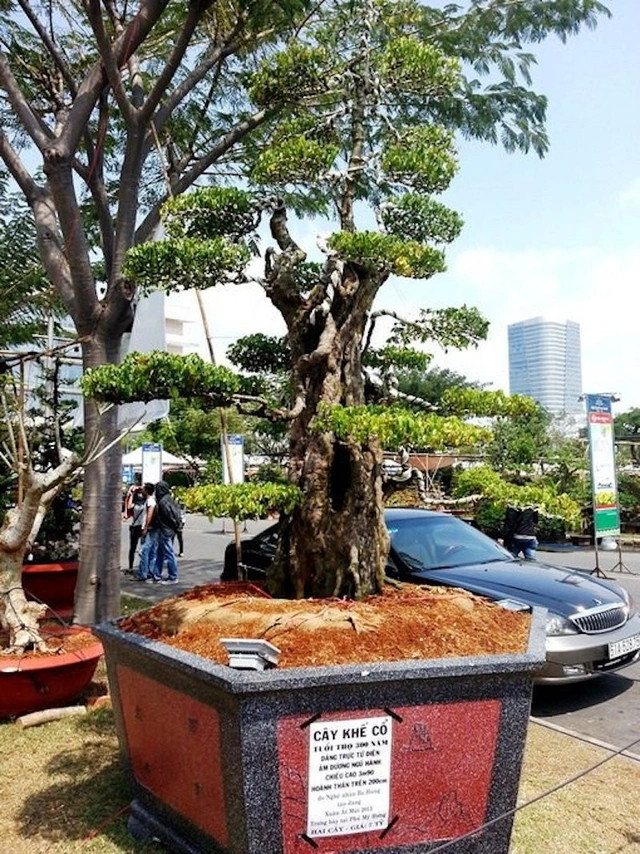 Đi xem cặp cây cảnh giá hơn trăm tỷ của đại gia Tây Ninh - Hình 10 Di xem cap cay canh gia hon tram ty cua dai gia Tay Ninh-Hinh-10