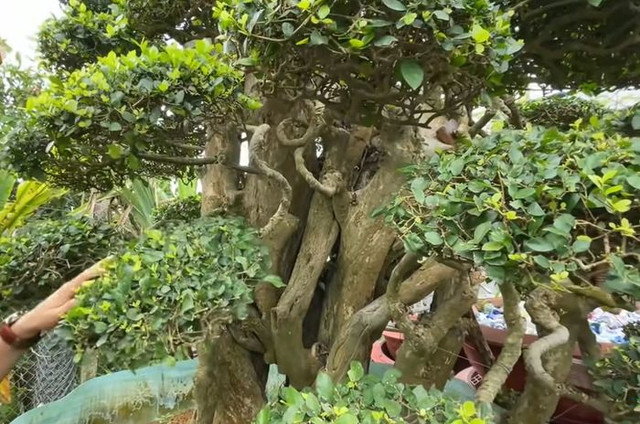 Đi xem cặp cây cảnh giá hơn trăm tỷ của đại gia Tây Ninh - Hình 9 Di xem cap cay canh gia hon tram ty cua dai gia Tay Ninh-Hinh-9