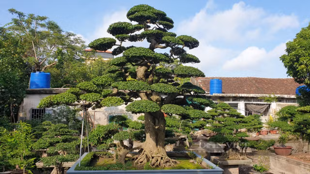 Di xem cap cay canh gia hon tram ty cua dai gia Tay Ninh-Hinh-7