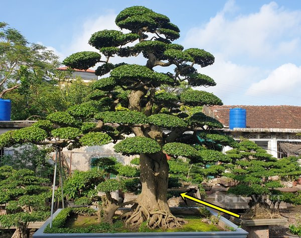 Đi xem cặp cây cảnh giá hơn trăm tỷ của đại gia Tây Ninh - Hình 5 Di xem cap cay canh gia hon tram ty cua dai gia Tay Ninh-Hinh-5