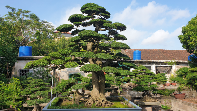 Đi xem cặp cây cảnh giá hơn trăm tỷ của đại gia Tây Ninh - Hình 7 Di xem cap cay canh gia hon tram ty cua dai gia Tay Ninh-Hinh-7