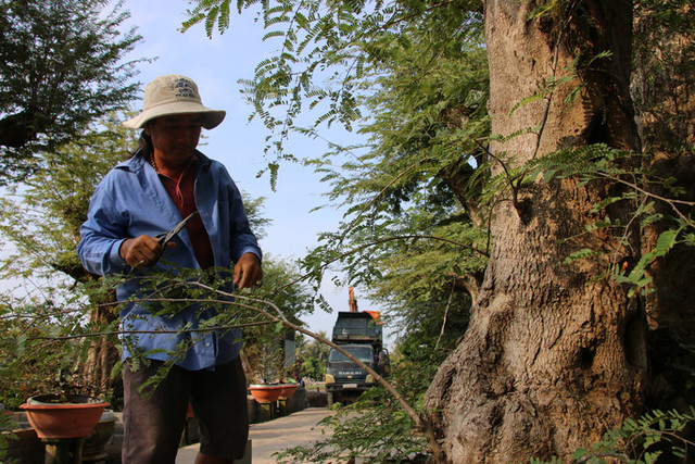 Can canh dan me co thu tien ty cua dai gia mien Tay-Hinh-2