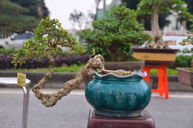 Nhung chau bonsai ti hon nhung tri gia ca tram trieu dong-Hinh-3