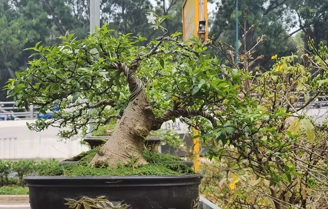 Nhung chau bonsai ti hon nhung tri gia ca tram trieu dong-Hinh-7