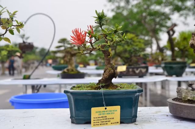 Nhung chau bonsai ti hon nhung tri gia ca tram trieu dong-Hinh-11