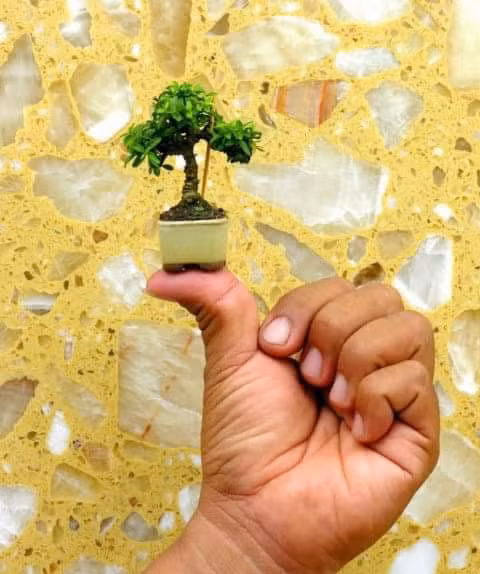 Nhung chau bonsai ti hon nhung tri gia ca tram trieu dong-Hinh-4