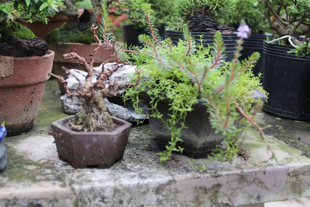 Những chậu bonsai tí hon nhưng trị giá cả trăm triệu đồng Nhung chau bonsai ti hon nhung tri gia ca tram trieu dong