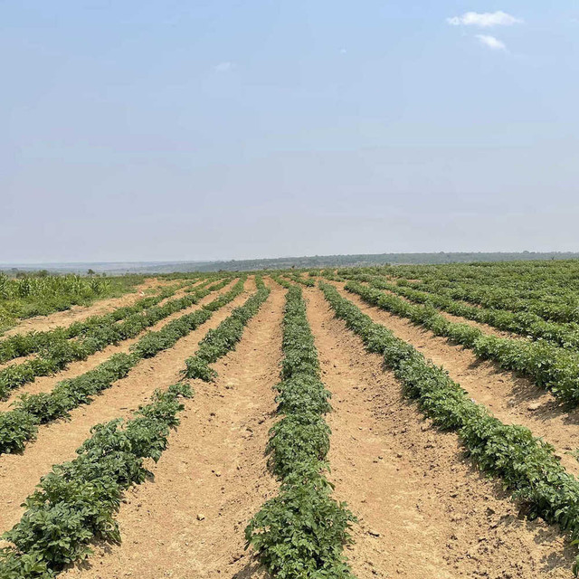 Tận mục nông trại xanh mướt của Quang Linh Vlog - Hình 4 Tan muc nong trai xanh muot cua Quang Linh Vlog-Hinh-4