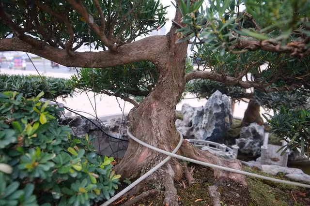 Cận cảnh 'Đồi tùng La Hán' quý hiếm đại gia muốn mua nhưng chủ nhân không bán - Hình 4 Can canh 'Doi tung La Han' quy hiem dai gia muon mua nhung chu nhan khong ban-Hinh-4