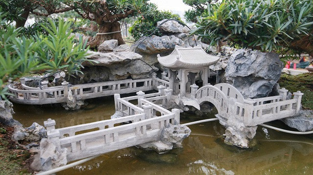 Cận cảnh 'Đồi tùng La Hán' quý hiếm đại gia muốn mua nhưng chủ nhân không bán - Hình 6 Can canh 'Doi tung La Han' quy hiem dai gia muon mua nhung chu nhan khong ban-Hinh-6