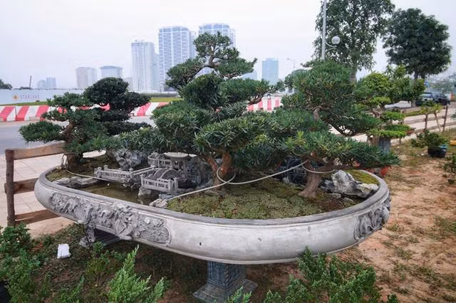 Cận cảnh 'Đồi tùng La Hán' quý hiếm đại gia muốn mua nhưng chủ nhân không bán - Hình 2 Can canh 'Doi tung La Han' quy hiem dai gia muon mua nhung chu nhan khong ban-Hinh-2