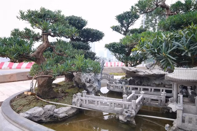 Cận cảnh 'Đồi tùng La Hán' quý hiếm đại gia muốn mua nhưng chủ nhân không bán - Hình 7 Can canh 'Doi tung La Han' quy hiem dai gia muon mua nhung chu nhan khong ban-Hinh-7