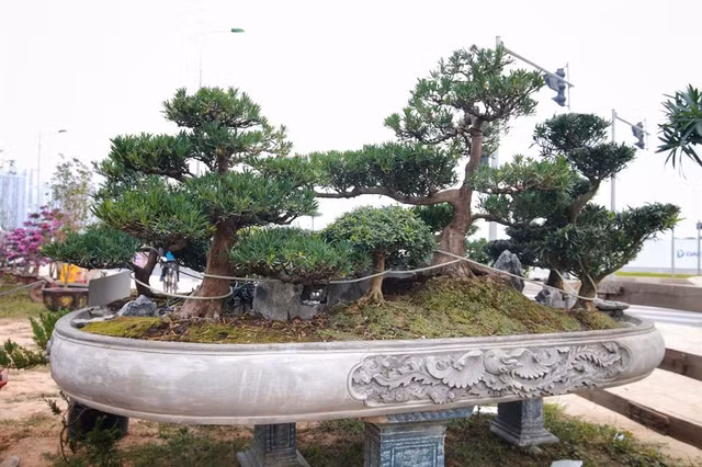 Cận cảnh 'Đồi tùng La Hán' quý hiếm đại gia muốn mua nhưng chủ nhân không bán Can canh 'Doi tung La Han' quy hiem dai gia muon mua nhung chu nhan khong ban