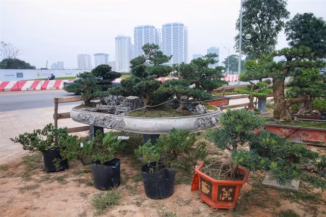 Cận cảnh 'Đồi tùng La Hán' quý hiếm đại gia muốn mua nhưng chủ nhân không bán - Hình 9 Can canh 'Doi tung La Han' quy hiem dai gia muon mua nhung chu nhan khong ban-Hinh-9